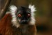Lemur vari červený